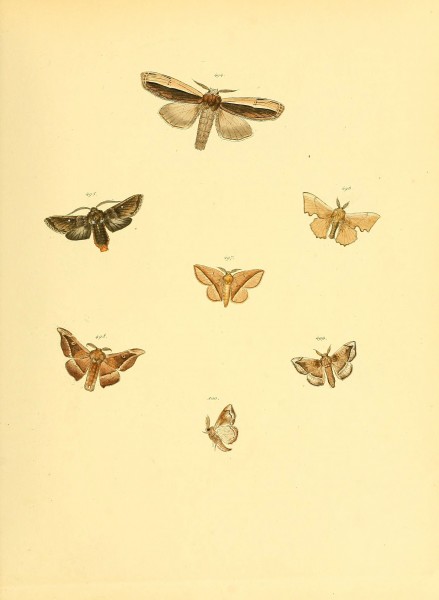Sammlung neuer oder wenig bekannter aussereuropäischer Schmetterlinge (Plate 110) (6139912599)