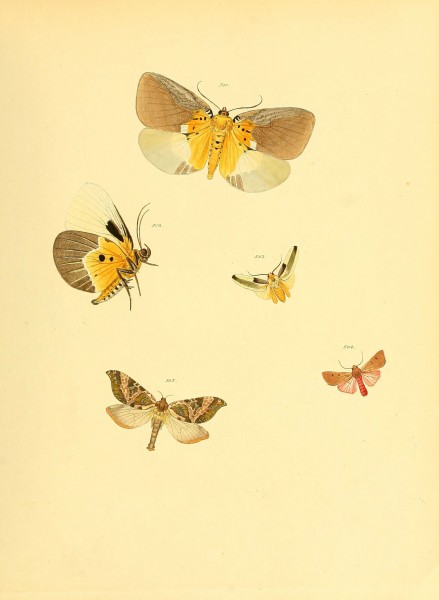 Sammlung neuer oder wenig bekannter aussereuropäischer Schmetterlinge (Plate 111) (6139913161)