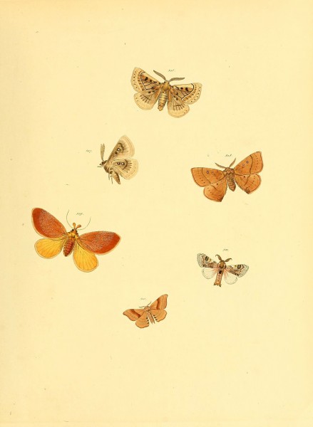 Sammlung neuer oder wenig bekannter aussereuropäischer Schmetterlinge (Plate 112) (6140465220)