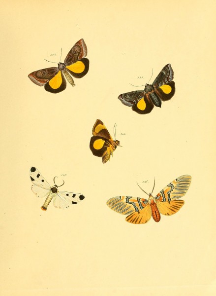 Sammlung neuer oder wenig bekannter aussereuropäischer Schmetterlinge (Plate 115) (6139914295)