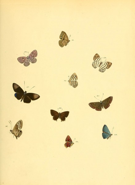 Sammlung neuer oder wenig bekannter aussereuropäischer Schmetterlinge (Plate 13) (6139870355)