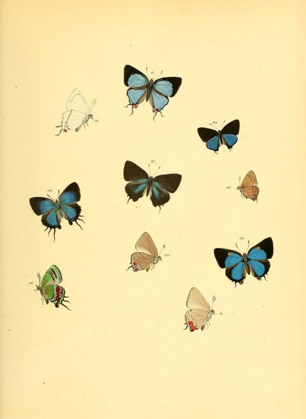 Sammlung neuer oder wenig bekannter aussereuropäischer Schmetterlinge (Plate 14) (6140422050)