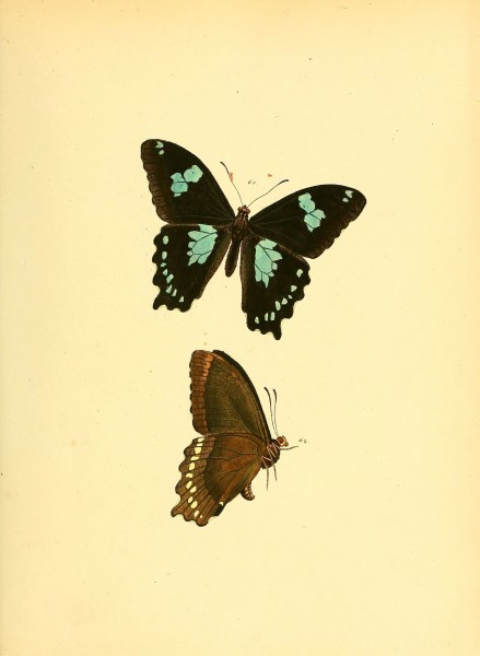 Sammlung neuer oder wenig bekannter aussereuropäischer Schmetterlinge (Plate 15) (6139870947)