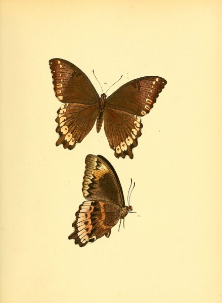 Sammlung neuer oder wenig bekannter aussereuropäischer Schmetterlinge (Plate 16) (6140422782)