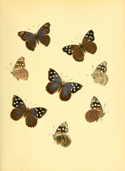 Sammlung neuer oder wenig bekannter aussereuropäischer Schmetterlinge (Plate 17) (6140423062)