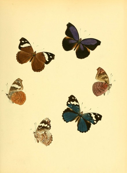 Sammlung neuer oder wenig bekannter aussereuropäischer Schmetterlinge (Plate 18) (6139871879)