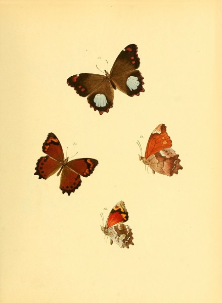 Sammlung neuer oder wenig bekannter aussereuropäischer Schmetterlinge (Plate 20) (6139872497)