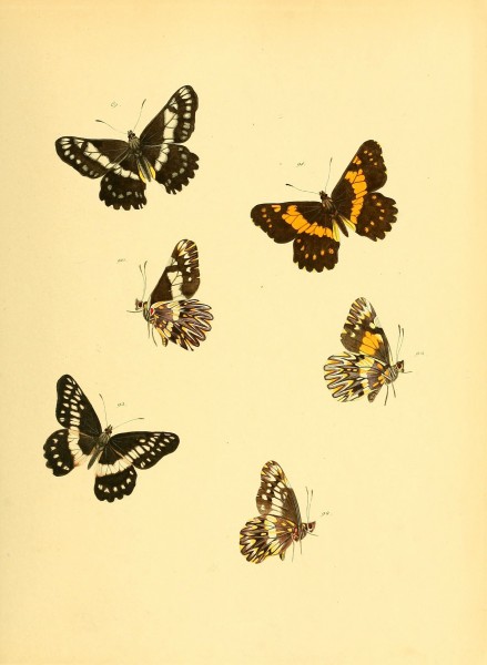 Sammlung neuer oder wenig bekannter aussereuropäischer Schmetterlinge (Plate 21) (6140424174)