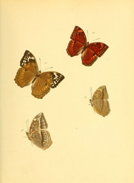 Sammlung neuer oder wenig bekannter aussereuropäischer Schmetterlinge (Plate 22) (6140424674)