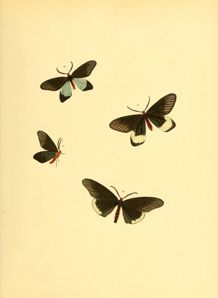 Sammlung neuer oder wenig bekannter aussereuropäischer Schmetterlinge (Plate 26) (6139874953)