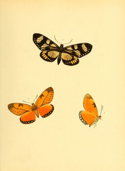 Sammlung neuer oder wenig bekannter aussereuropäischer Schmetterlinge (Plate 27) (6140426906)