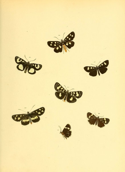 Sammlung neuer oder wenig bekannter aussereuropäischer Schmetterlinge (Plate 29) (6140427588)