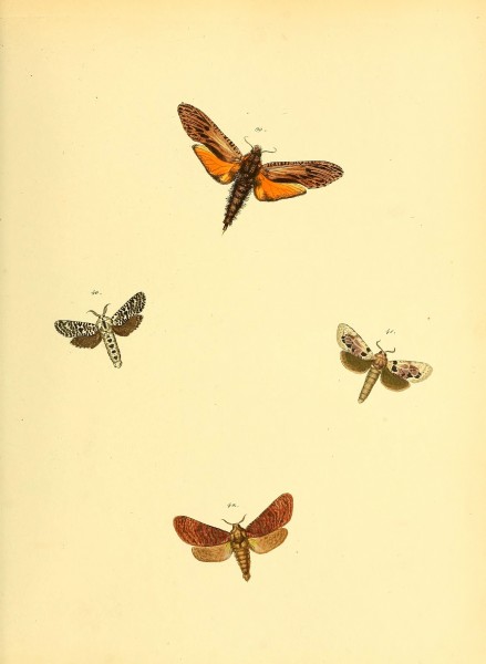 Sammlung neuer oder wenig bekannter aussereuropäischer Schmetterlinge (Plate 32) (6140429008)