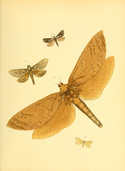 Sammlung neuer oder wenig bekannter aussereuropäischer Schmetterlinge (Plate 33) (6140429250)