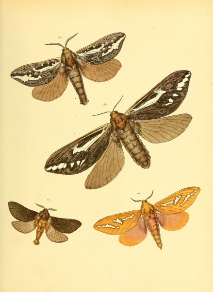 Sammlung neuer oder wenig bekannter aussereuropäischer Schmetterlinge (Plate 34) (6140429504)