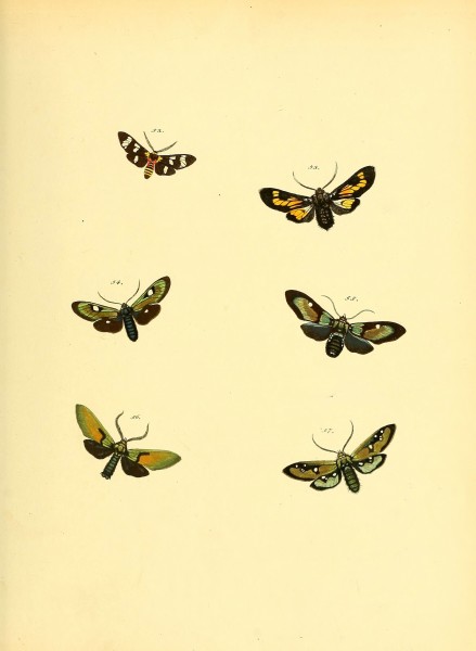 Sammlung neuer oder wenig bekannter aussereuropäischer Schmetterlinge (Plate 36) (6140430074)