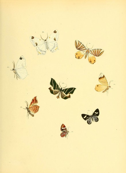Sammlung neuer oder wenig bekannter aussereuropäischer Schmetterlinge (Plate 39) (6139879567)