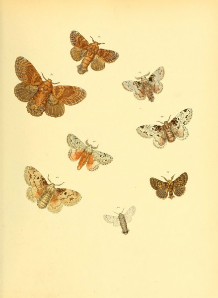 Sammlung neuer oder wenig bekannter aussereuropäischer Schmetterlinge (Plate 42) (6140432190)