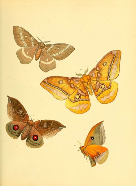 Sammlung neuer oder wenig bekannter aussereuropäischer Schmetterlinge (Plate 43) (6139881241)