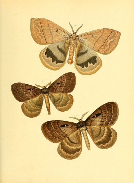 Sammlung neuer oder wenig bekannter aussereuropäischer Schmetterlinge (Plate 44) (6139881611)