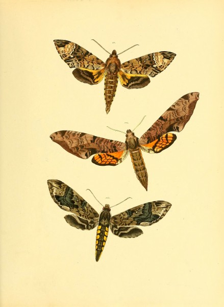 Sammlung neuer oder wenig bekannter aussereuropäischer Schmetterlinge (Plate 45) (6139881959)