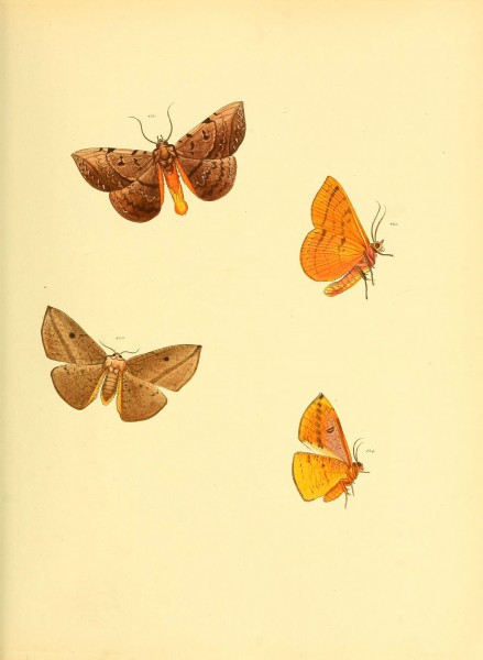 Sammlung neuer oder wenig bekannter aussereuropäischer Schmetterlinge (Plate 49) (6140434474)