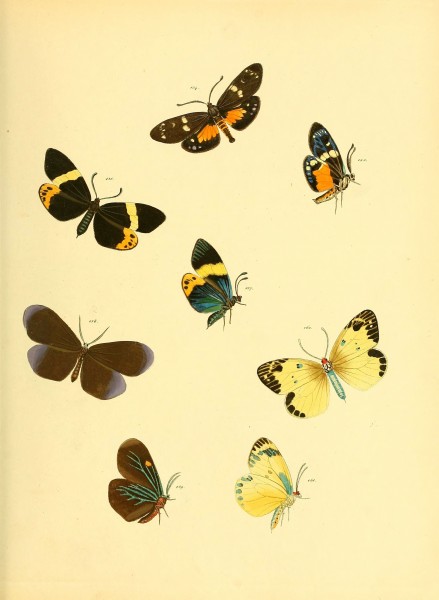 Sammlung neuer oder wenig bekannter aussereuropäischer Schmetterlinge (Plate 56) (6140436586)