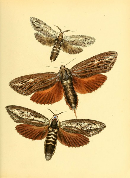 Sammlung neuer oder wenig bekannter aussereuropäischer Schmetterlinge (Plate 57) (6140436992)