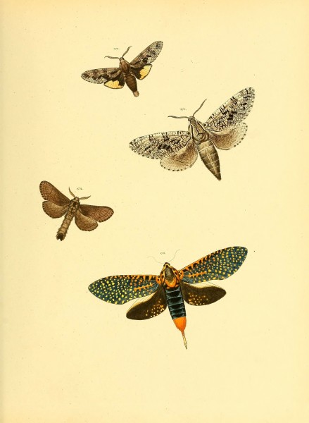 Sammlung neuer oder wenig bekannter aussereuropäischer Schmetterlinge (Plate 59) (6140437678)
