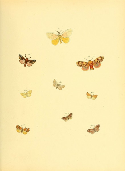 Sammlung neuer oder wenig bekannter aussereuropäischer Schmetterlinge (Plate 61) (6139886851)