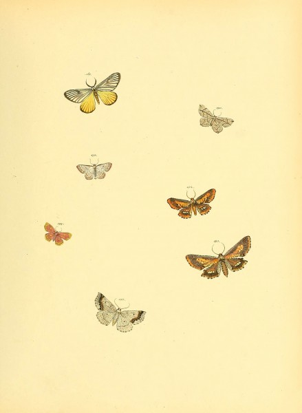 Sammlung neuer oder wenig bekannter aussereuropäischer Schmetterlinge (Plate 62) (6140438634)