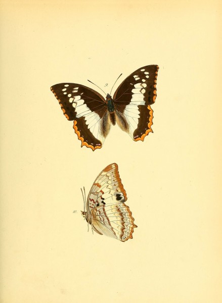 Sammlung neuer oder wenig bekannter aussereuropäischer Schmetterlinge (Plate 6) (6139868207)