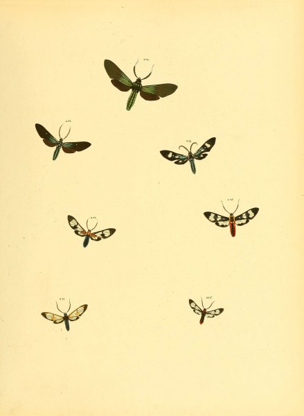 Sammlung neuer oder wenig bekannter aussereuropäischer Schmetterlinge (Plate 71) (6139890205)