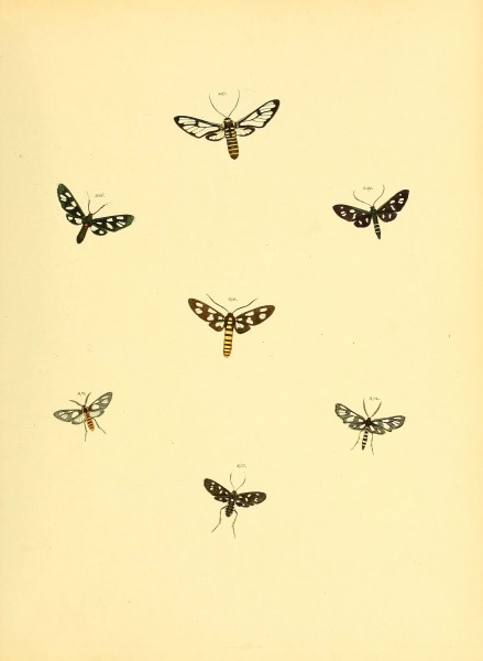 Sammlung neuer oder wenig bekannter aussereuropäischer Schmetterlinge (Plate 73) (6140442258)