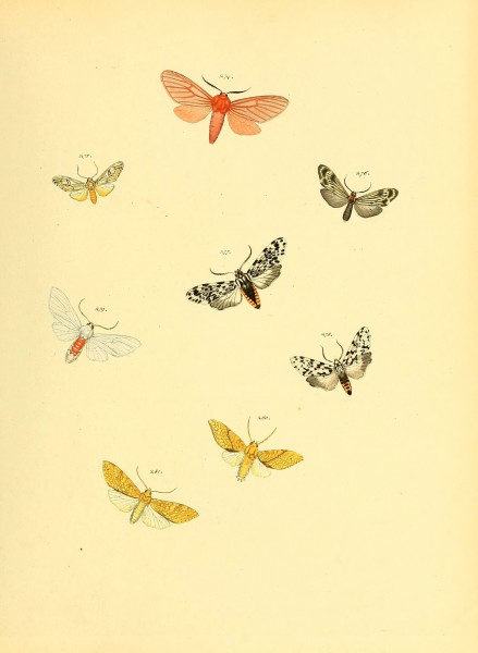 Sammlung neuer oder wenig bekannter aussereuropäischer Schmetterlinge (Plate 74) (6140442620)