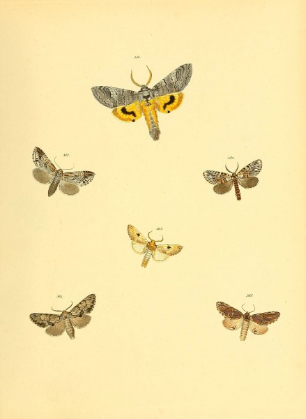 Sammlung neuer oder wenig bekannter aussereuropäischer Schmetterlinge (Plate 90) (6139906421)