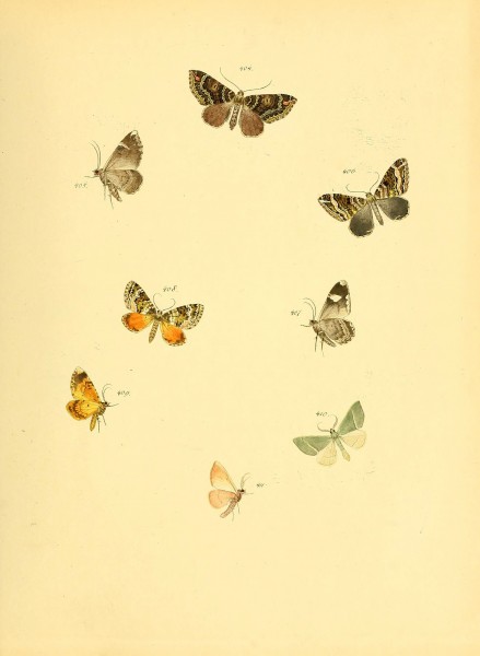 Sammlung neuer oder wenig bekannter aussereuropäischer Schmetterlinge (Plate 94) (6139907451)