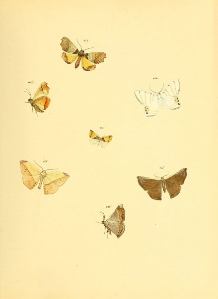 Sammlung neuer oder wenig bekannter aussereuropäischer Schmetterlinge (Plate 95) (6139907643)