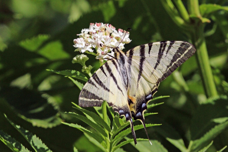 Scarce swallowtail (Iphiclides podalirius) Bulgaria
