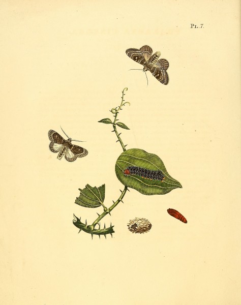 Sepp-Surinaamsche vlinders - pl 007 plate descr. as Phalaena cinerea