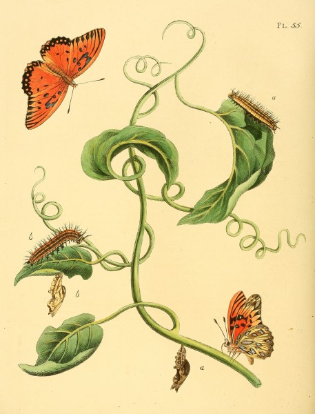 Sepp-Surinaamsche vlinders - pl 055 plate Agraulis vanillae