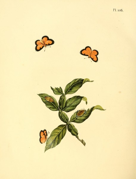 Sepp-Surinaamsche vlinders - pl 106 plate Mesene phareus