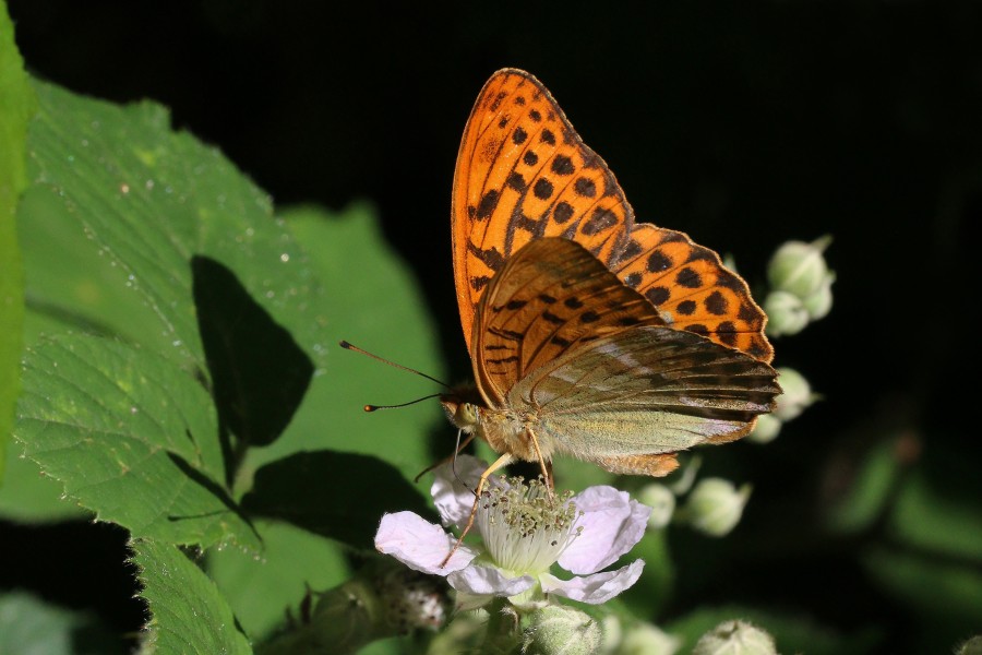 Silver-washed fritillary butterfly (Argynnis paphia) male 3