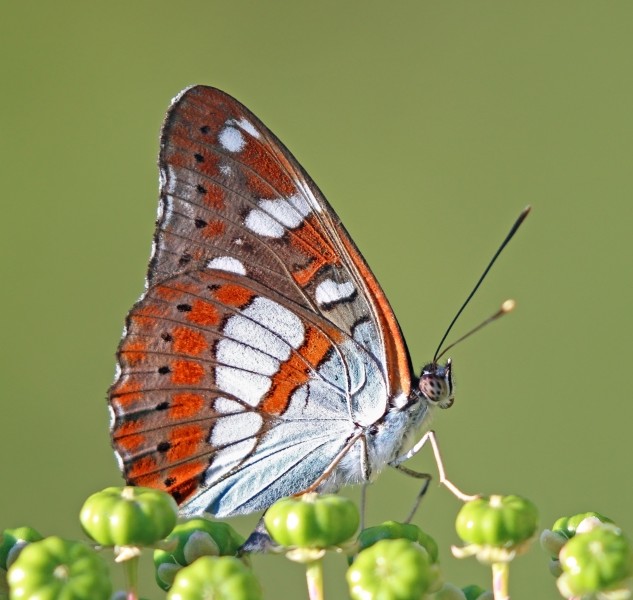 Southern white admiral (Limenitis reducta) underside Greece
