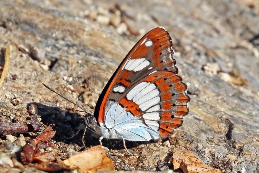 Southern white admiral (Limenitis reducta) underside Macedonia