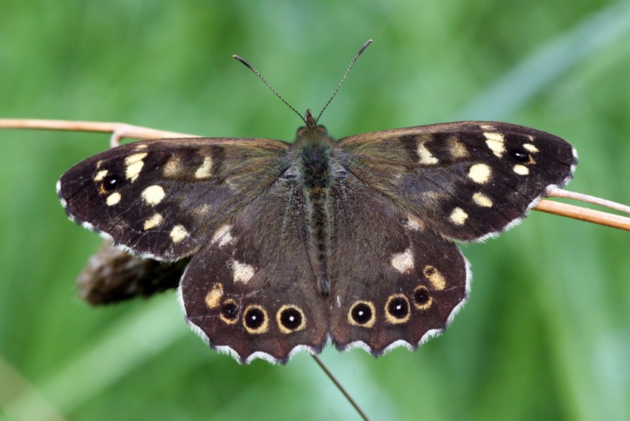 Speckled-Wood-(5)