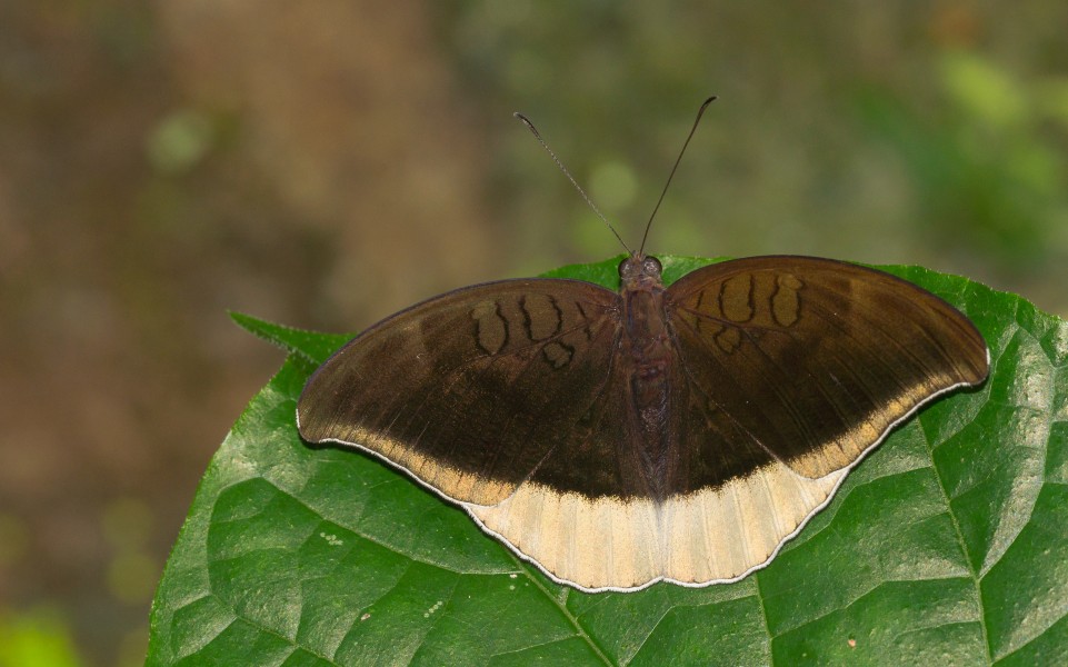 Tanaecia lepidea in Kadavoor