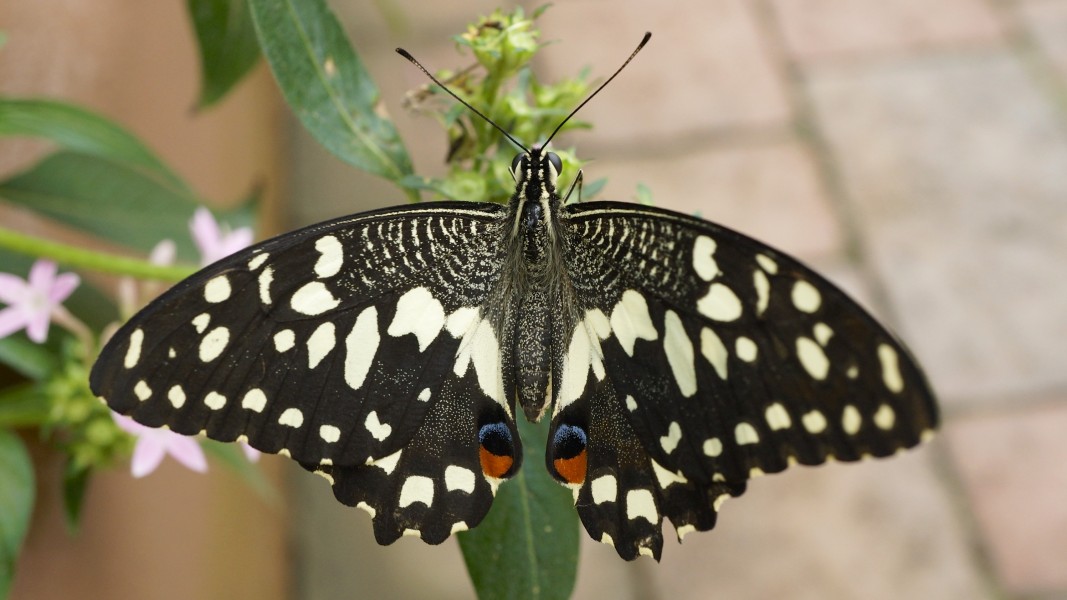 The Butterfly House, Longleat (9654577275)