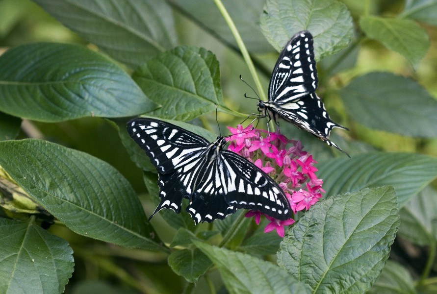 Two butterflies - Butterfly Place in Westford, Massachusetts