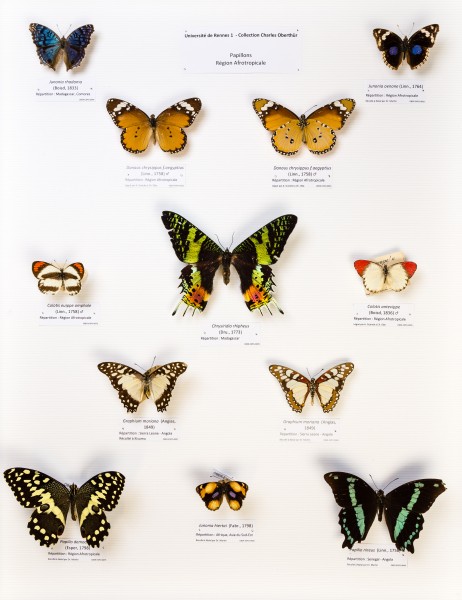 Université de Rennes 1, collection Charles Oberthür, papillons, région afrotropicale